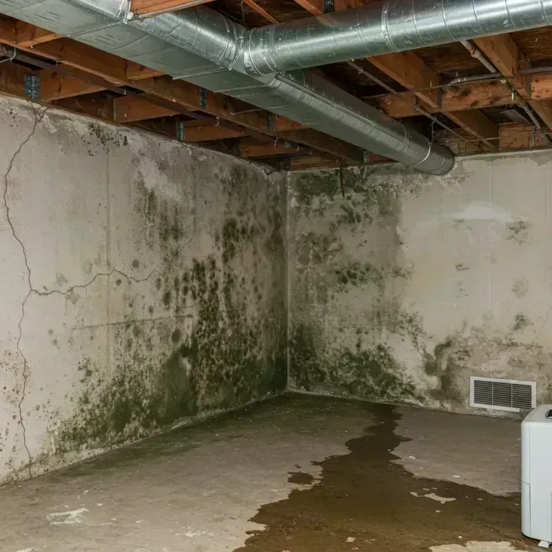 Professional Mold Removal in Galt, CA